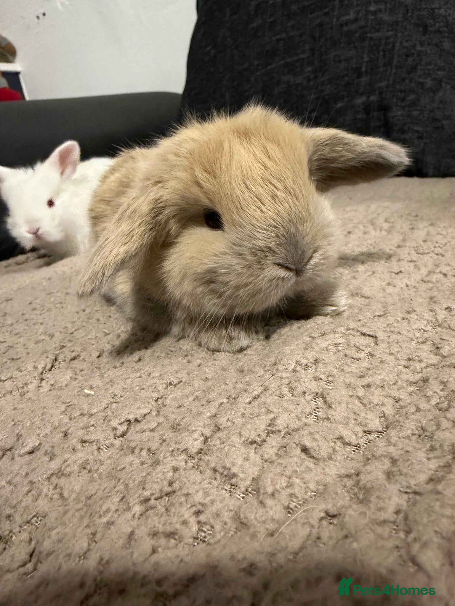 Mini Lop rabbits MINI LOPS READY 12th April - Advert 15
