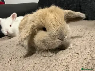 Mini Lop rabbits MINI LOPS READY 12th April - Advert 15