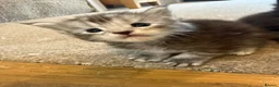 Maine Coon cats for sale: Adorable Pedigree Full Maine Coon Kittens - Advert 8