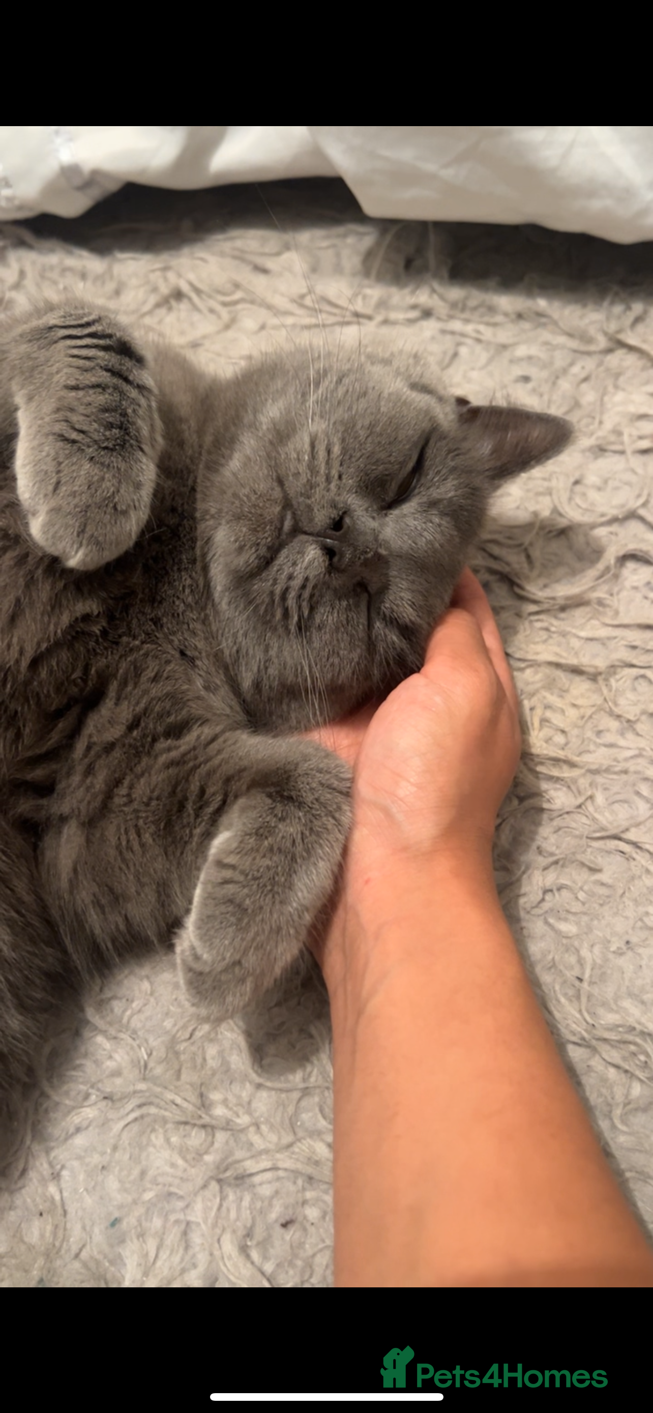 British Shorthair cats British short hair to rehome FEMALE - Advert 1