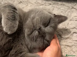 British Shorthair cats British short hair to rehome FEMALE - Advert 1