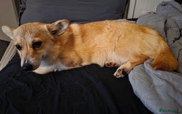 Welsh Corgi Pembroke dogs for sale: Cute socialised corgi - Image 1
