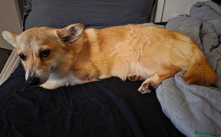 Welsh Corgi Pembroke dogs - Advert 1