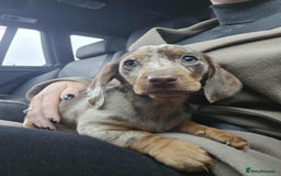 Dachshund dogs for sale: Needs rehoming ASAP - Image 1