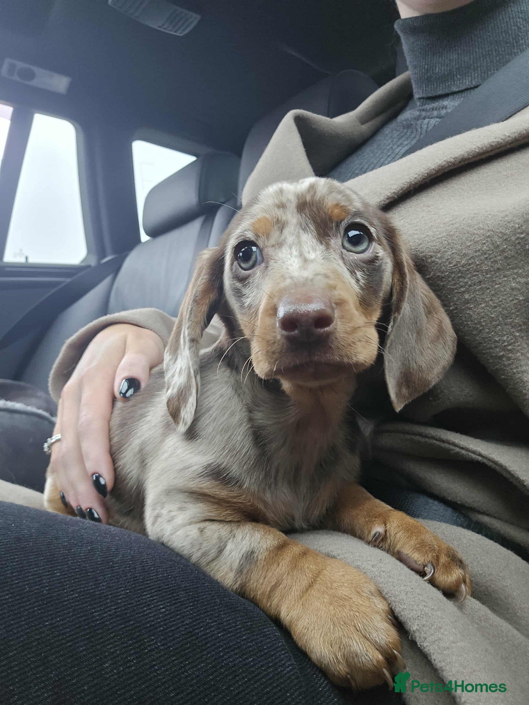Dachshund dogs for sale: Needs rehoming ASAP - Image 1