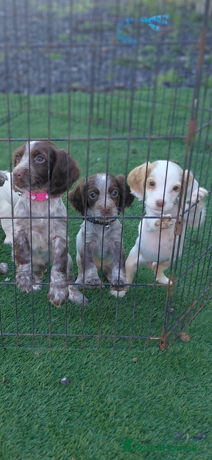 Cocker Spaniel dogs Cocker spaniel puppies for sale  - Advert 11