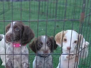 Cocker Spaniel dogs Cocker spaniel puppies for sale - Advert 11