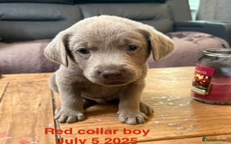 Labrador Retriever dogs for sale: 8 Beautiful Silver Labrador Retriever Puppies  - Image 1