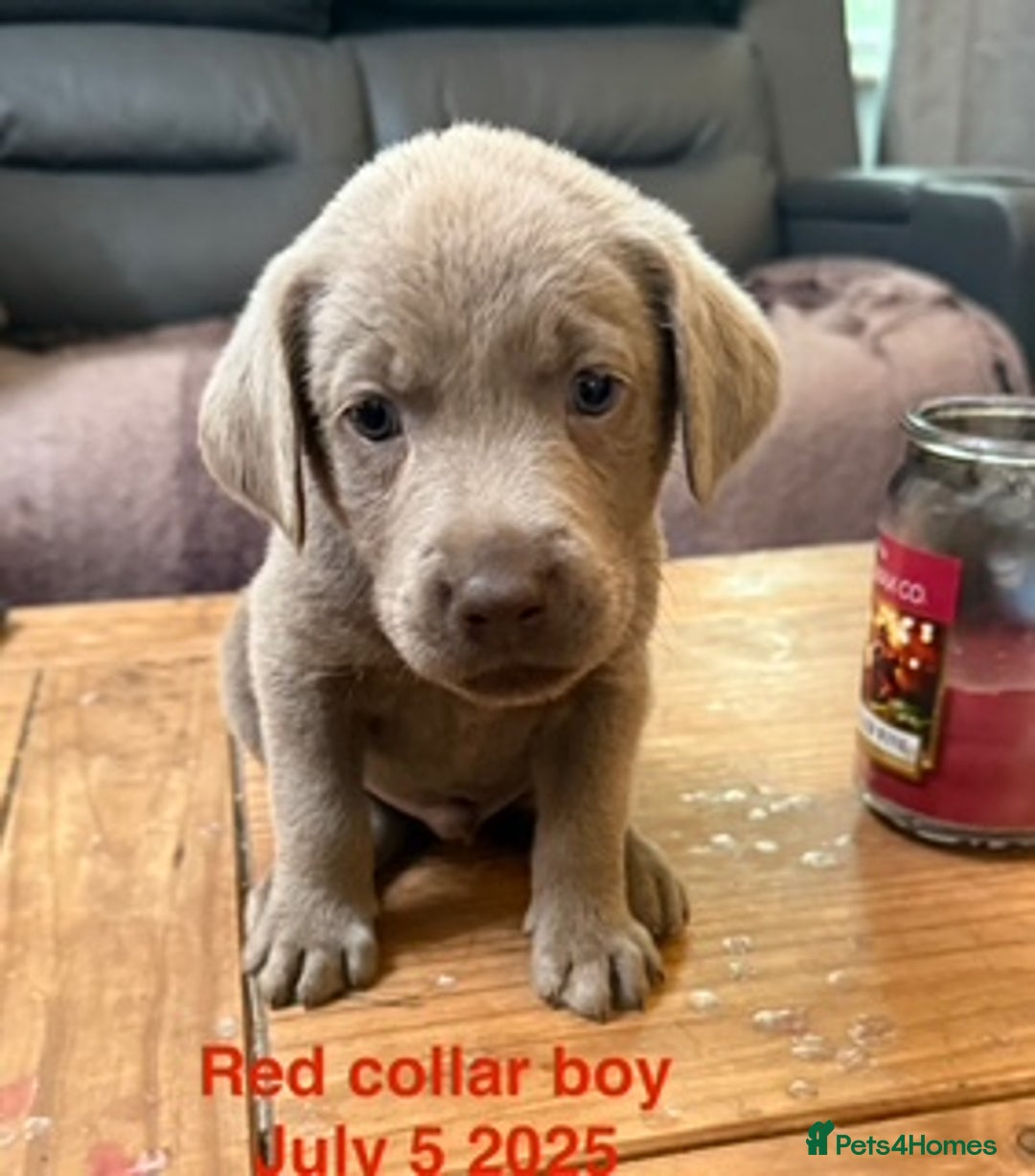 Labrador Retriever dogs for sale: 8 Beautiful Silver Labrador Retriever Puppies  - Image 1