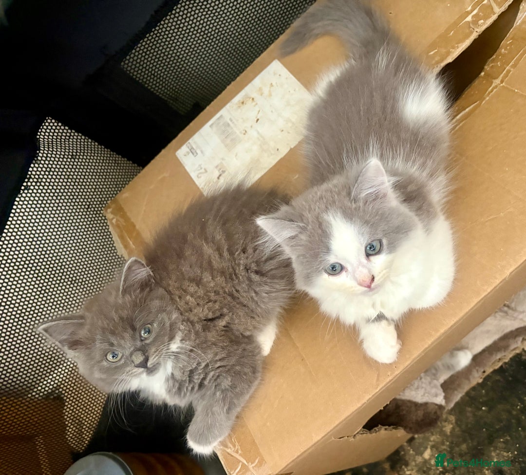 Exotic cats for sale: Exotic X Silver Tabby Fur Babies - Image 21