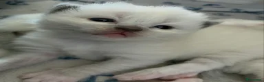Ragdoll 1