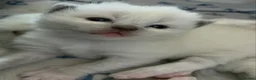 Ragdoll cats for sale: Beautiful male ragdoll kittens - Advert 34