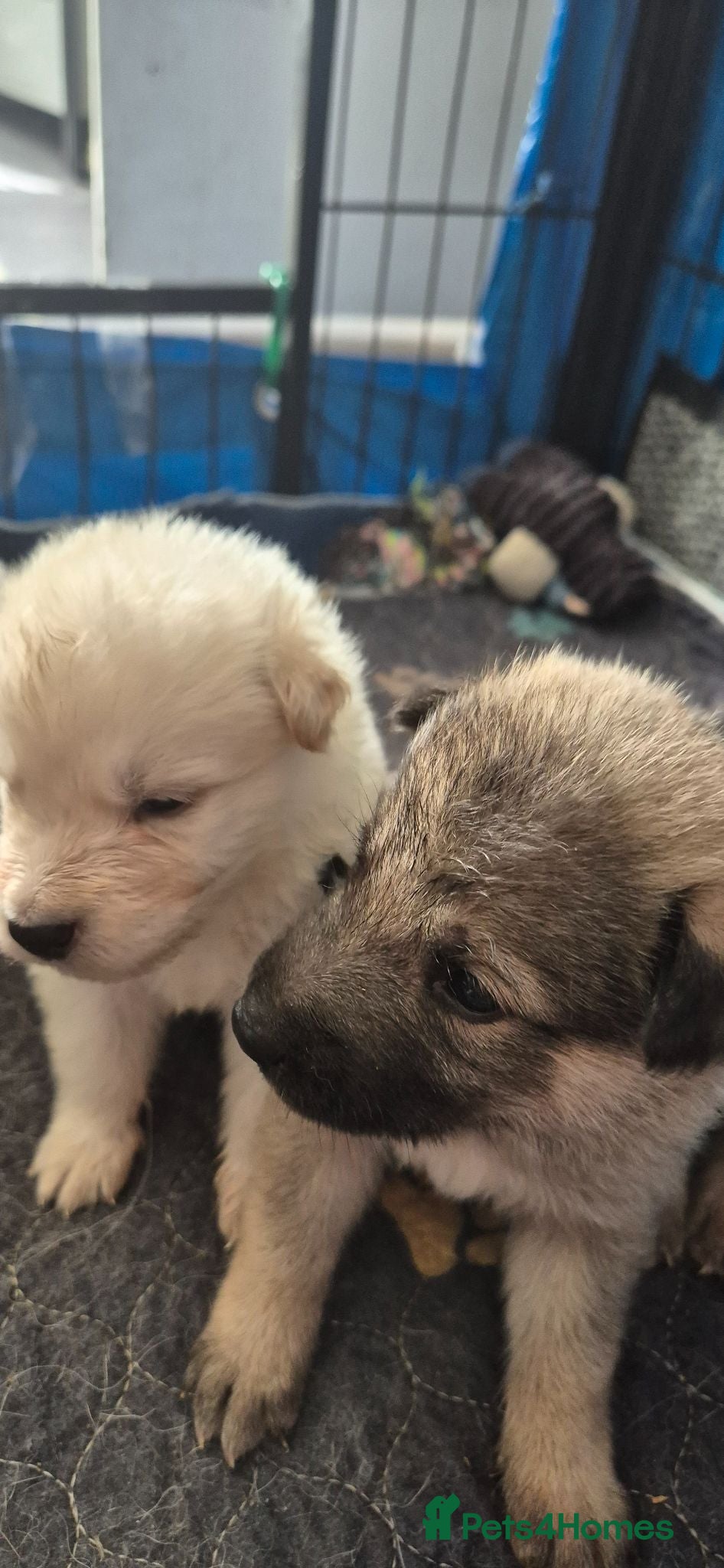 Mixed Breed dogs Gorgeous pups for sale  - Advert 17