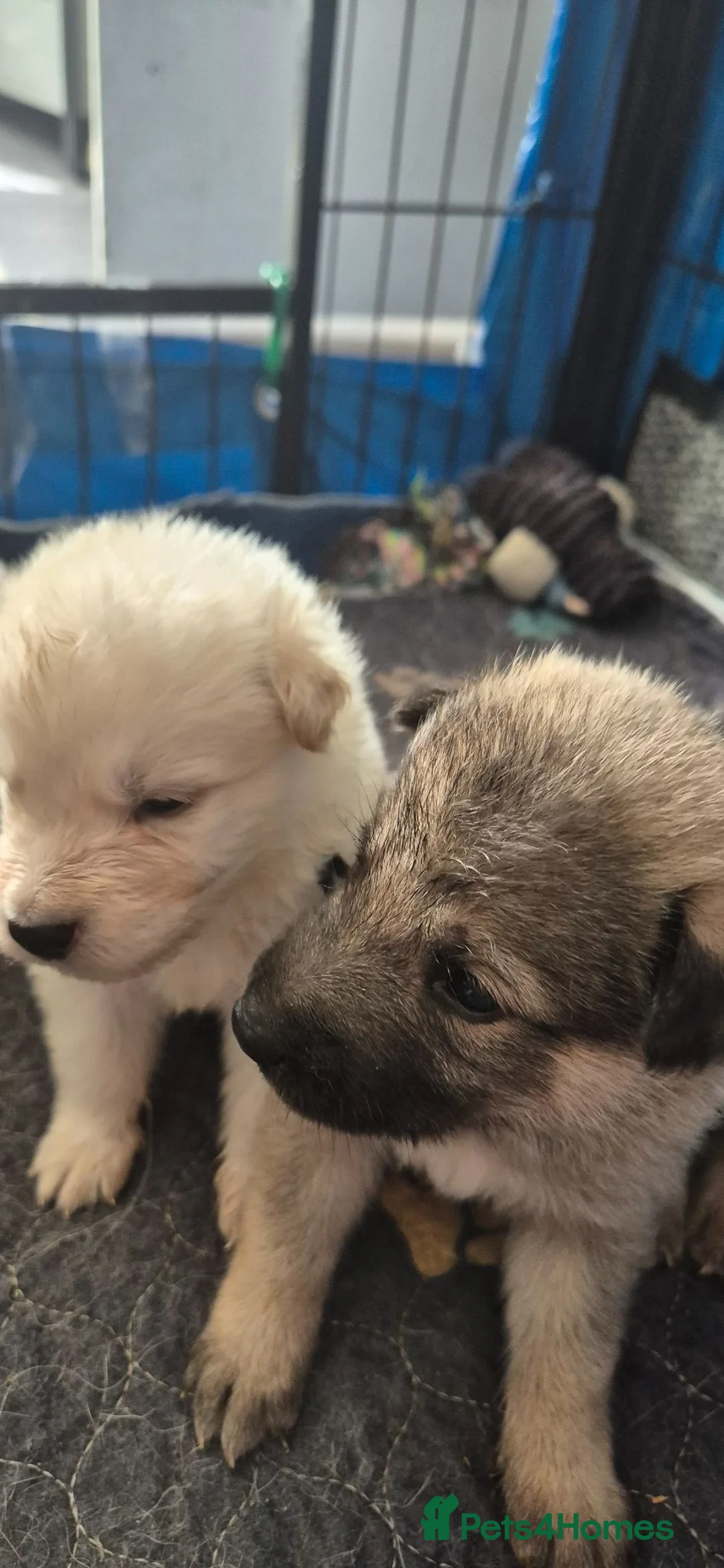 Mixed Breed dogs for sale: Pups  mum gsdx Alaskan malamute Dad is full gsd  - Advert 1
