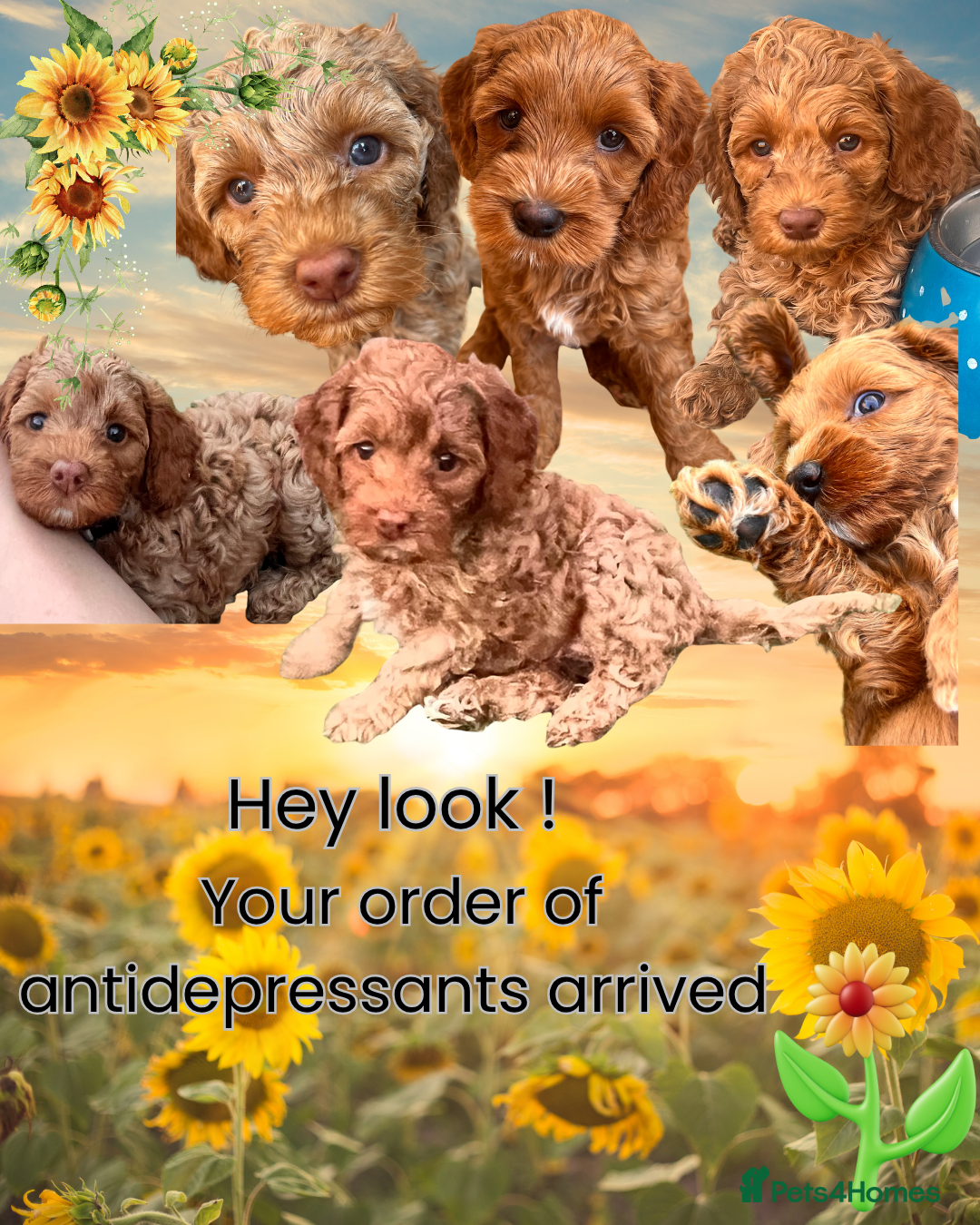 Australian Labradoodle dogs Last minute cancellation💙♥️Australian labradoodle - Advert 5