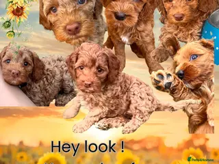 Australian Labradoodle dogs Last minute cancellation💙♥️Australian labradoodle - Advert 5