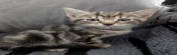 Mixed Breed cats for sale: Beautiful 9 week kittens  in Bognor Regis - Advert 3