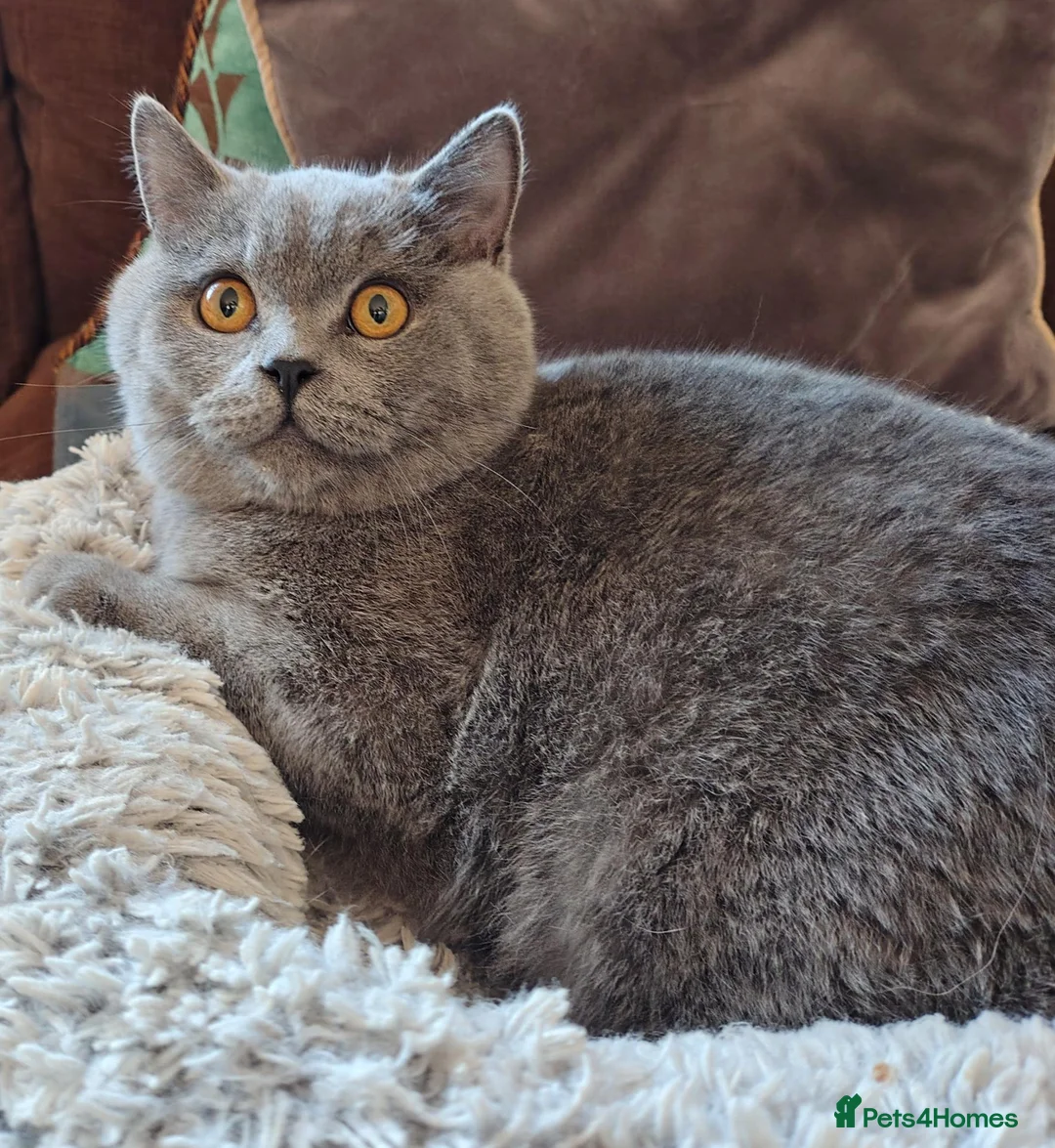 British Shorthair cats for sale: British Shorthair with pedigree kittens for sale.  - Advert 2