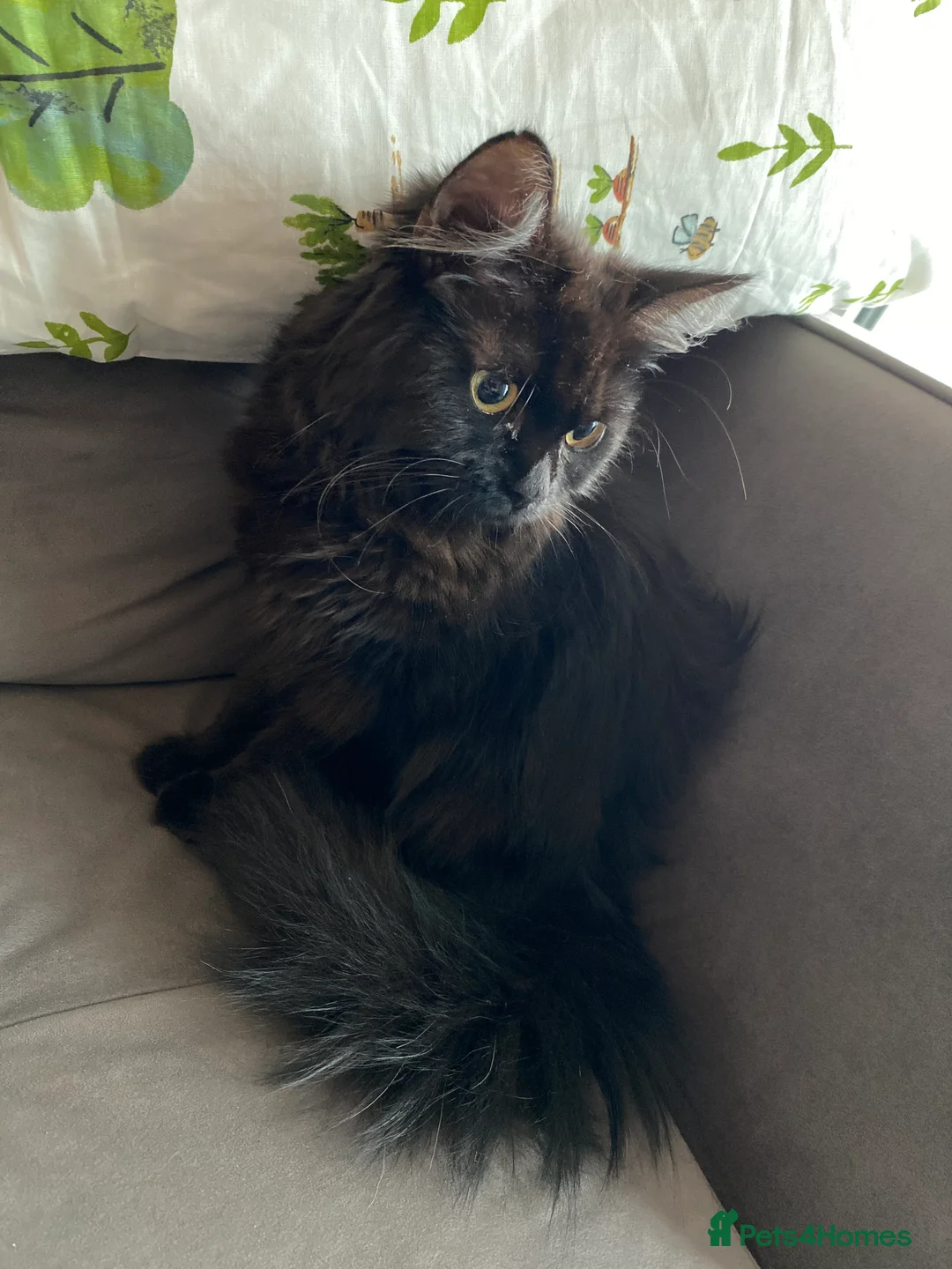 Mixed Breed cats for sale: Fluffy black & brown sweet princess  - Advert 2