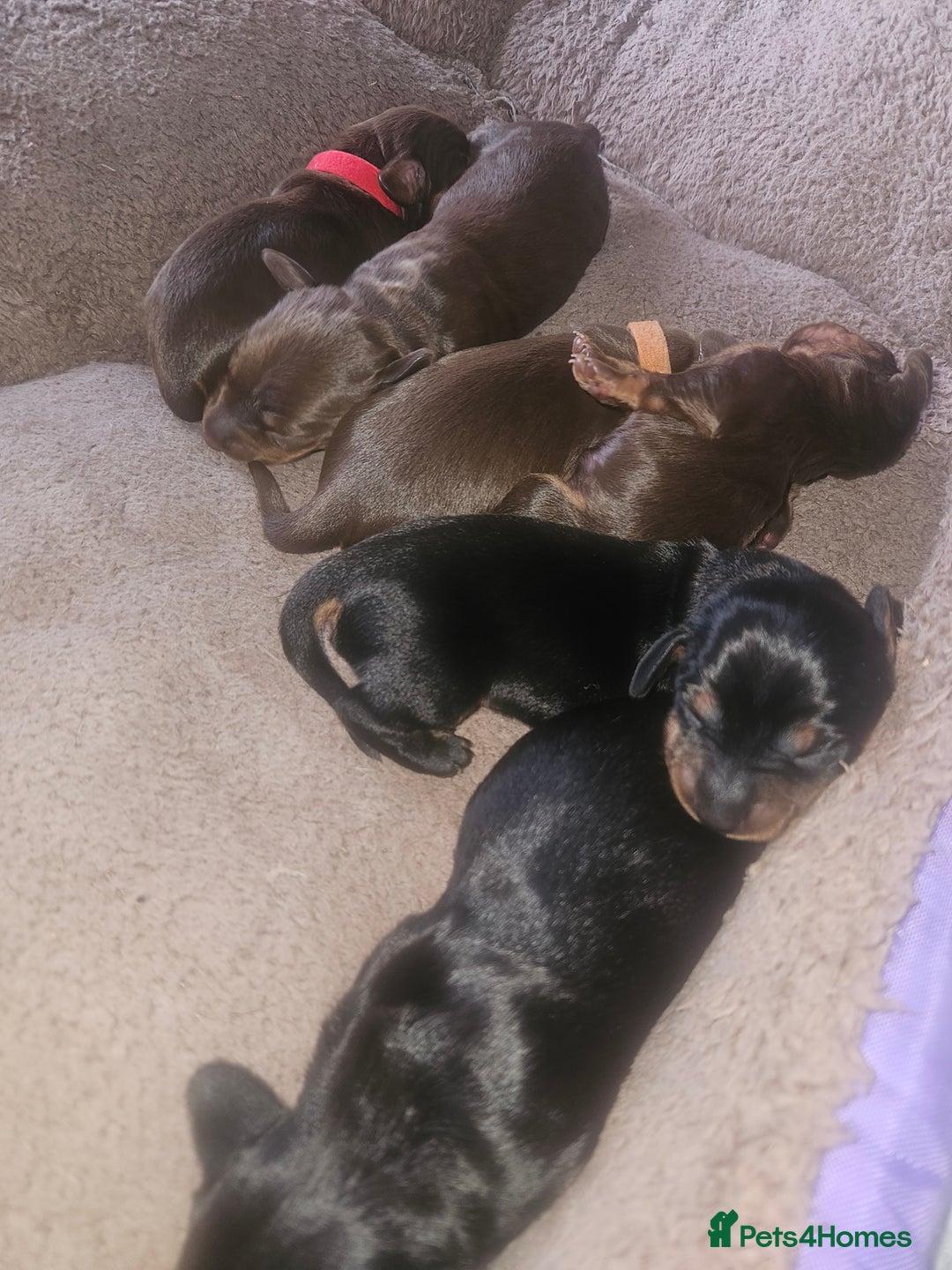 Dachshund dogs for sale: 3/4 Dachsunds  - Image 3