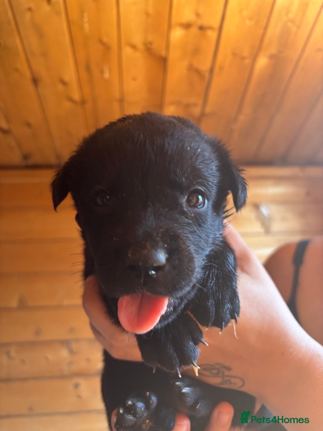 Mixed Breed dogs for sale: Rottie cross lab  - Image 6