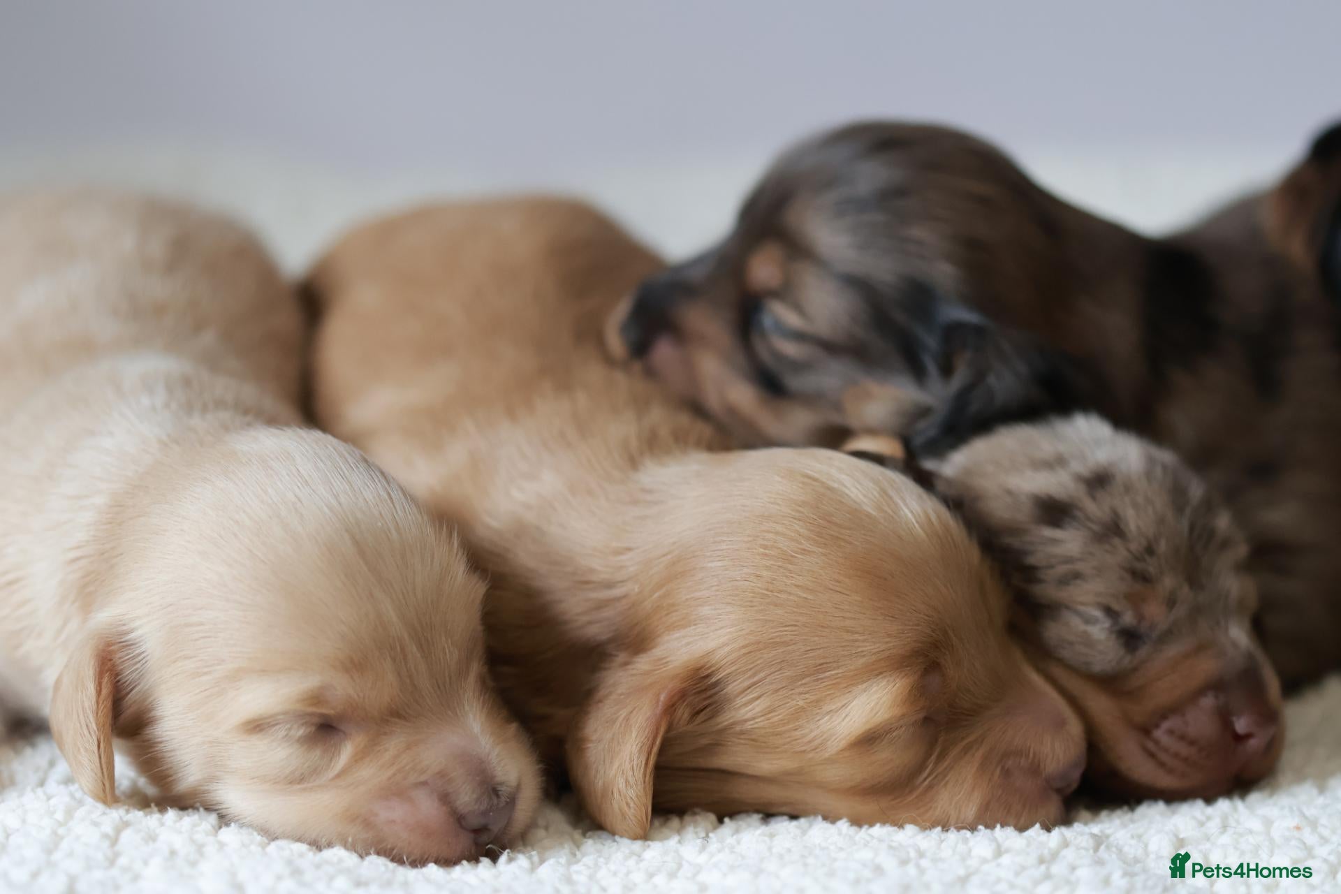 Miniature Dachshund dogs 5*Licensed+KCreg+Vetchecked+PRAclear+LONG HAIRED - Advert 2