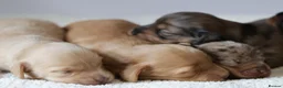 Miniature Dachshund dogs for sale: 5*Licensed+KCreg+Vetchecked+PRAclear+LONG HAIRED - Advert 2