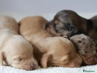 Miniature Dachshund dogs 5*Licensed+KCreg+Vetchecked+PRAclear+LONG HAIRED - Advert 2