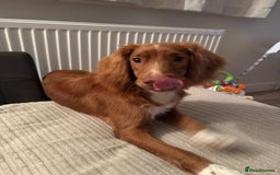 Cocker Spaniel dogs for sale: Buddy 8 month old Cocker Spaniel - Image 3