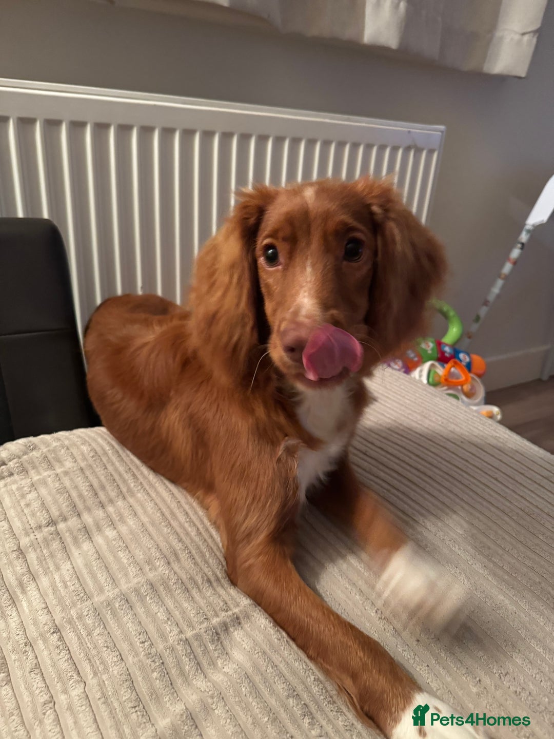 Cocker Spaniel dogs for sale: Buddy 8 month old Cocker Spaniel - Image 3