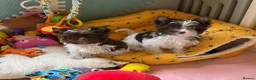 Yorkshire Terrier dogs for sale: Tiny Puppy Boys🐾 Pedigree 🐾 - Advert 22