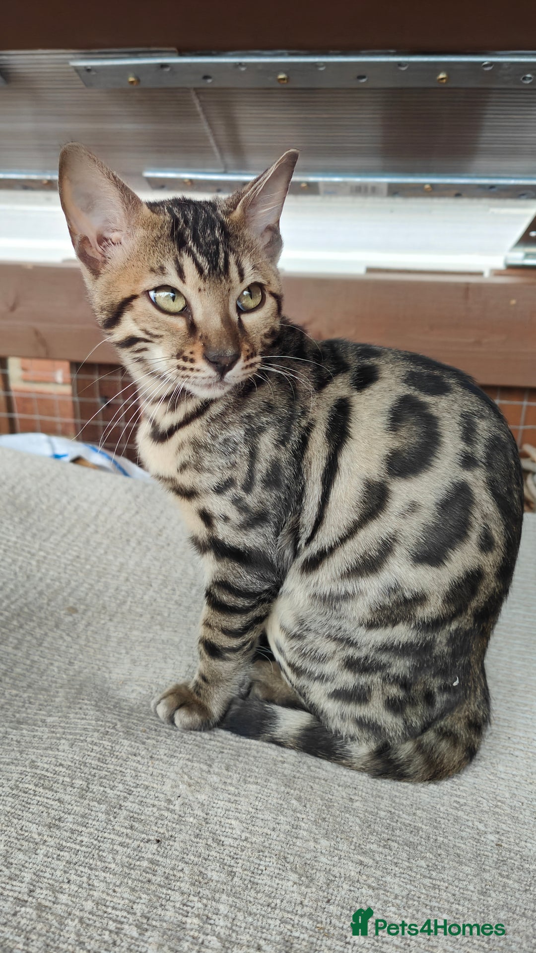 Bengal cats for sale: 1no. Female & 1no. Male Bengal Kittens available - Image 5