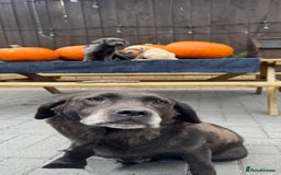 Labrador Retriever dogs for sale: stunning Lab Puppies Rare Colours & Family Raised - Image 28