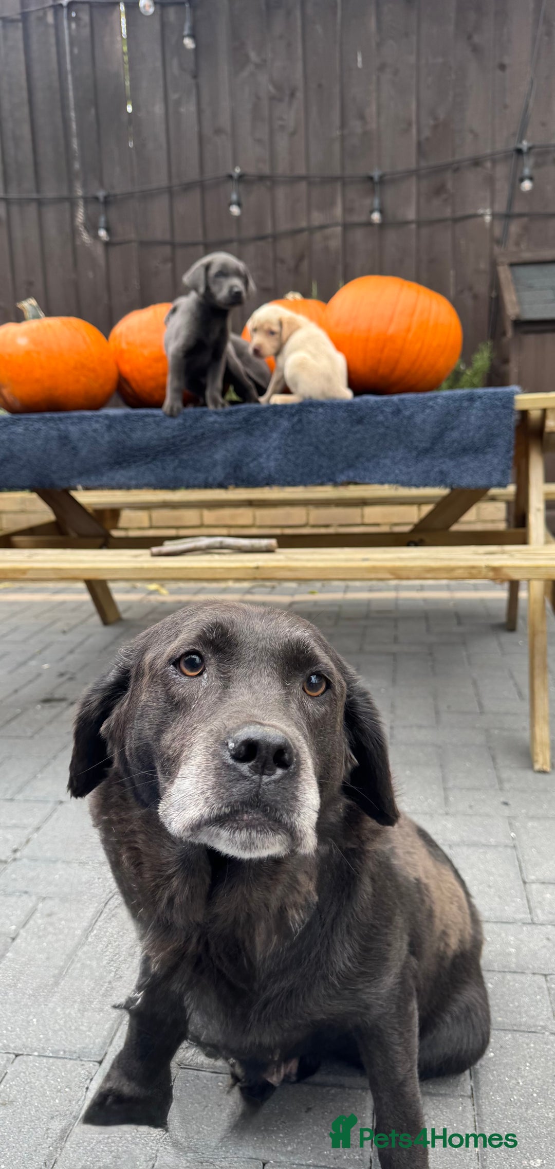 Labrador Retriever dogs for sale: stunning Lab Puppies Rare Colours & Family Raised - Image 28