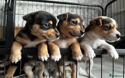 Jack Russell dogs for sale: Jack Russell’s looking for forever homes - Image 2