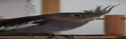 Cockatiels birds for sale: Bonded Cockatiels (Ozzy & Eva) + Complete Setup 🏡 - Advert 3