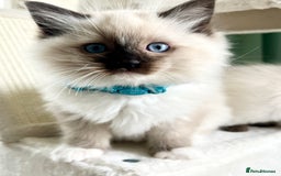 Ragdoll cats for sale: Beautiful Ragdolls 3 🩵 Boys 2 Girls 🩷 - Image 4
