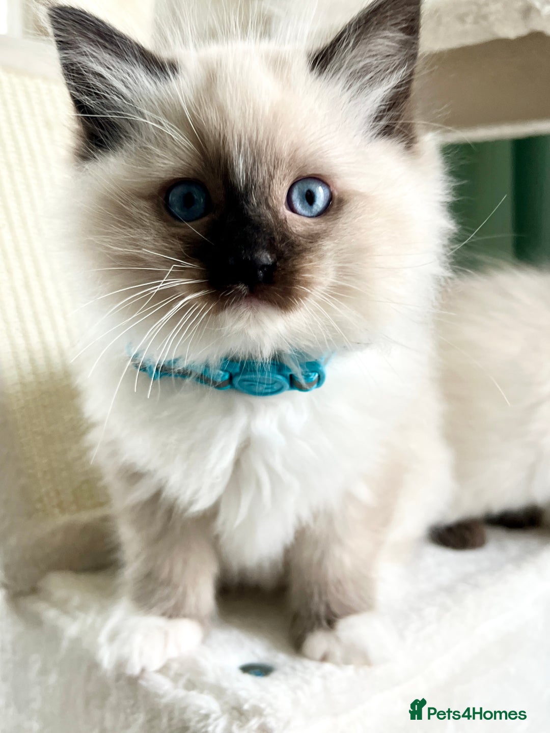 Ragdoll cats for sale: Beautiful Ragdolls 3 🩵 Boys 2 Girls 🩷 - Image 4