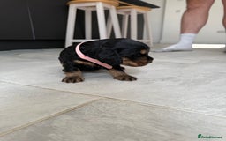 Cocker Spaniel dogs for sale: ****only 2 left****Stunning cocker puppies - Image 19