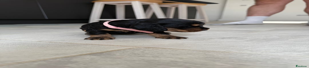 Cocker Spaniel Puppy 4