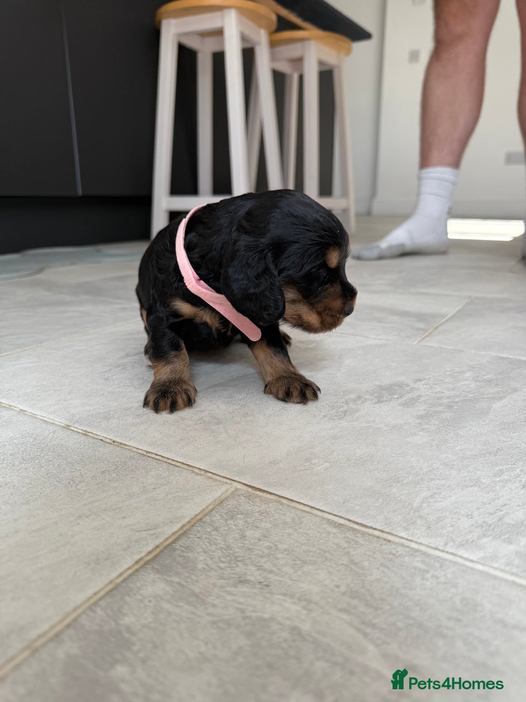 Cocker Spaniel dogs for sale: ****only 2 left****Stunning cocker puppies - Image 19