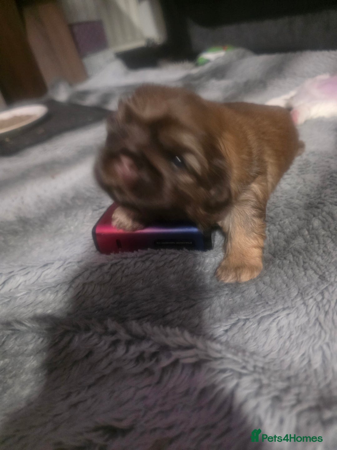 Shih Tzu dogs for sale: Teddy Bear Shiuz - Advert 10