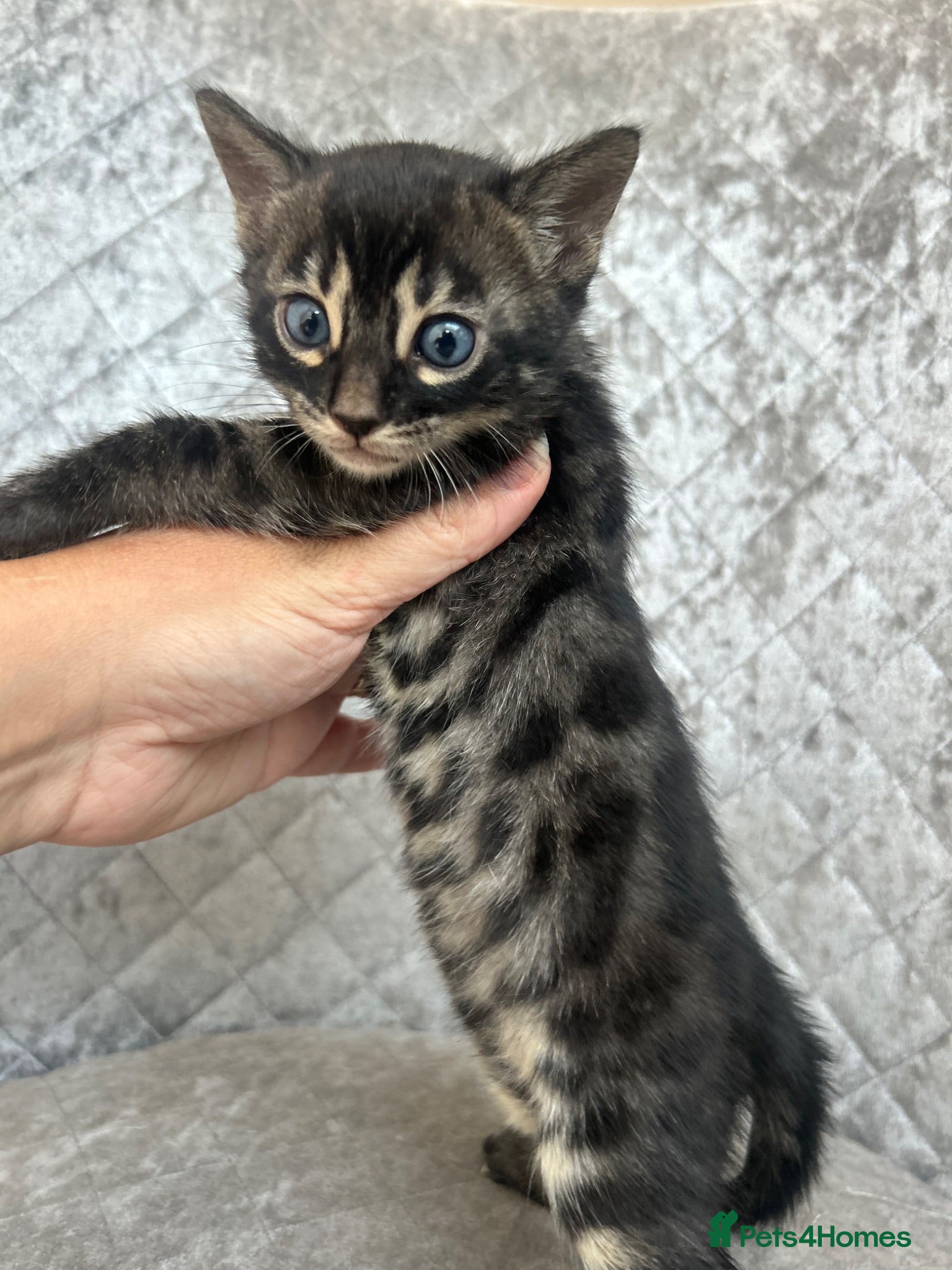 Bengal cats Gorgeous litter of TICA registered bengal kittens  - Advert 18