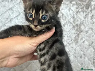 Bengal cats Gorgeous litter of TICA registered bengal kittens - Advert 18