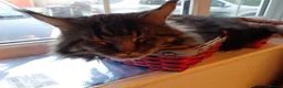 Maine Coon cats for sale: Pure bred Maine Coon kittens both parents in situ  in Crawley - Advert 2