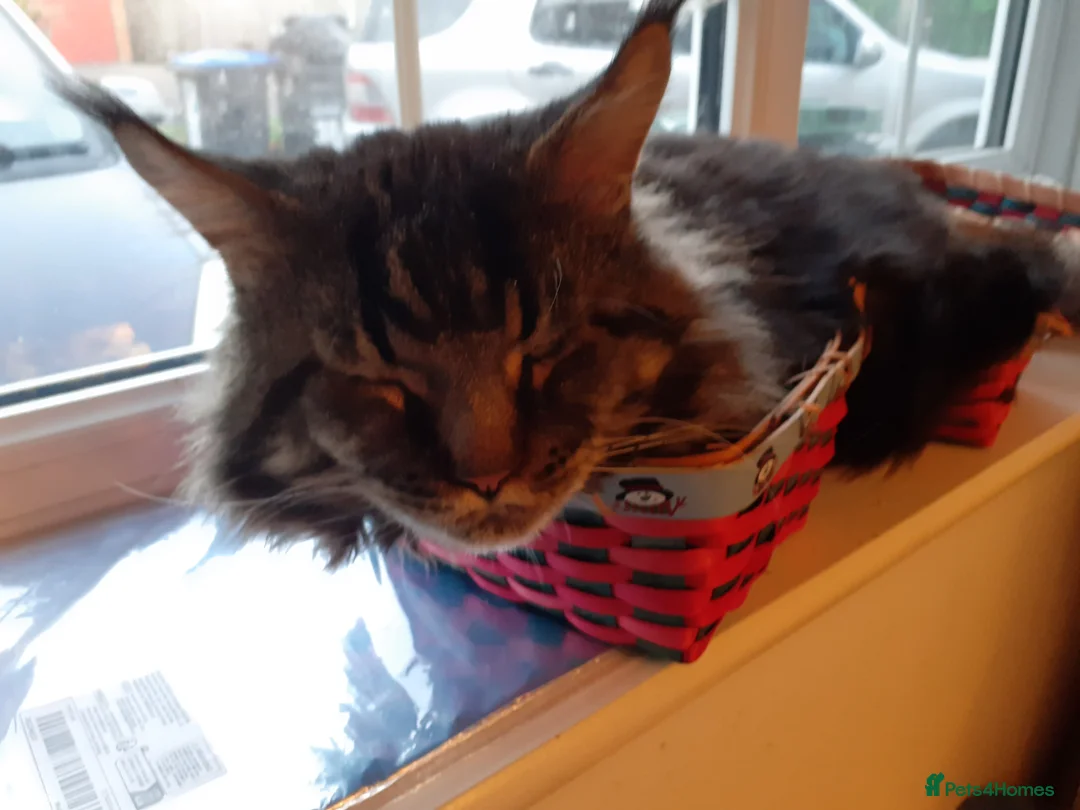 Maine Coon cats for sale: Pure bred Maine Coon kittens both parents in situ  in Crawley - Advert 2