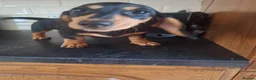 Dachshund dogs for sale: Black and tan female available  - Advert 3