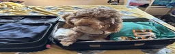 Cockapoo dogs for sale: 5yp male cockapoo called Tony - Advert 3
