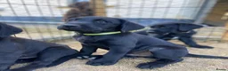 Mixed Breed dogs for sale: Black Labrador puppies - Devon - Advert 5