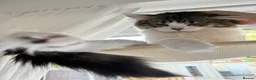 British Longhair cats for sale: Rehoming for Longhair Male Cat  - Advert 12
